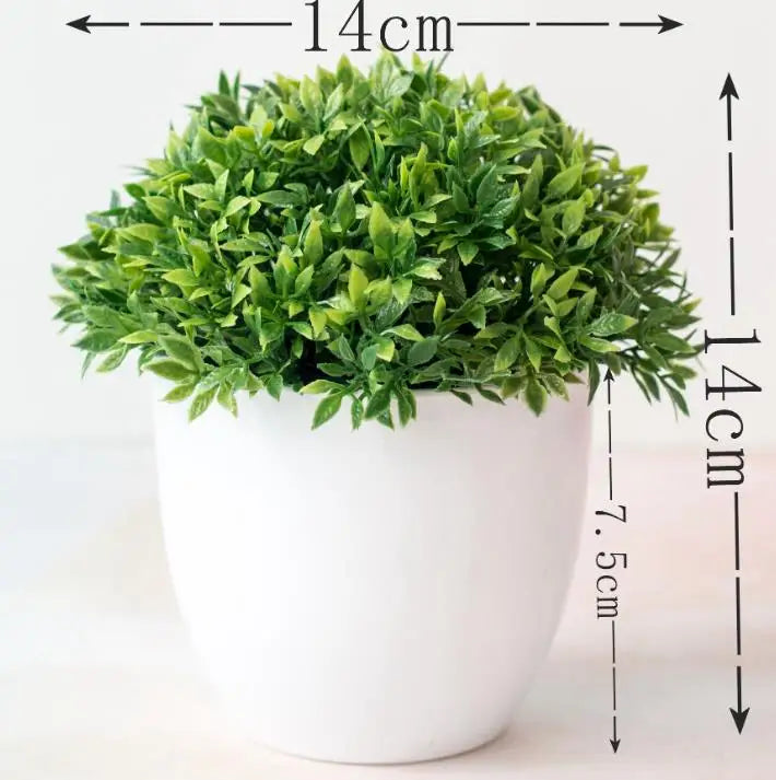 Stornfield | Small Tree Pot Bonsai Plants