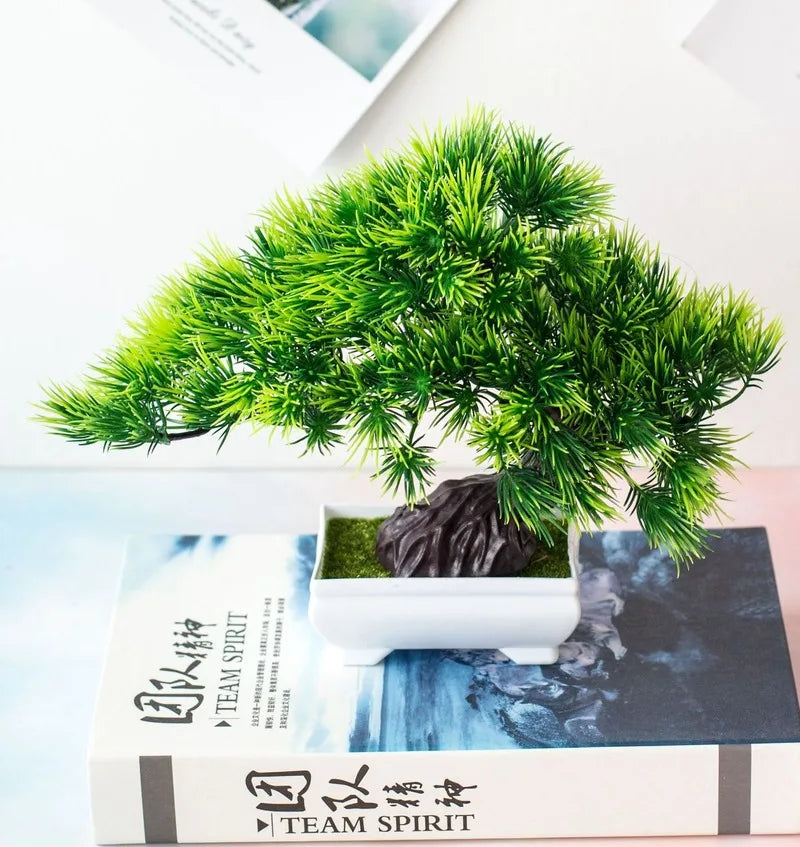 Stornfield | Small Tree Pot Bonsai Plants