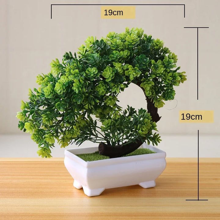 Stornfield | Small Tree Pot Bonsai Plants