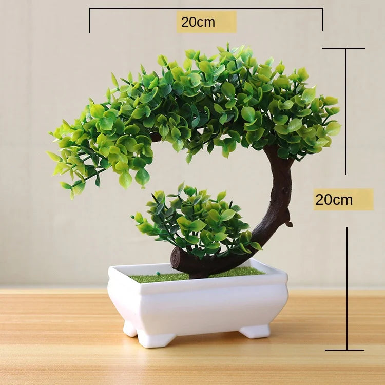 Stornfield | Small Tree Pot Bonsai Plants