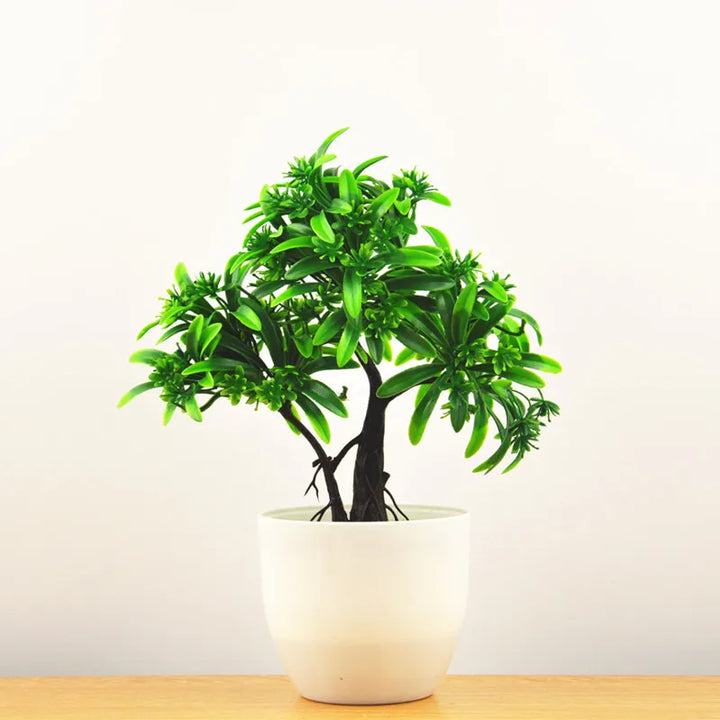 Stornfield | Small Tree Pot Bonsai Plants