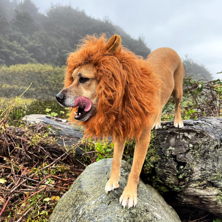 Stornfield | Halloween Dog Costume Lion Mane Wig