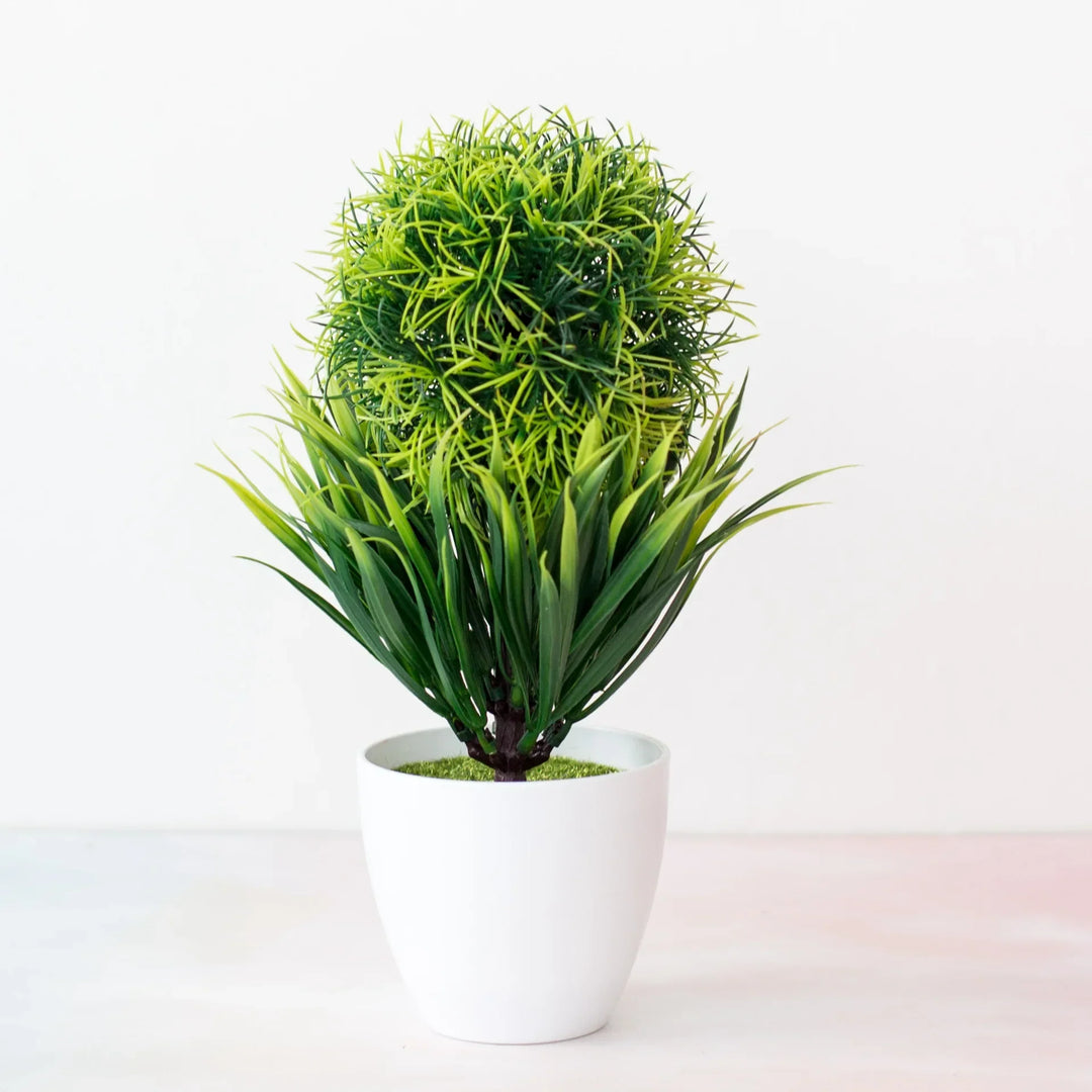 Stornfield | Small Tree Pot Bonsai Plants