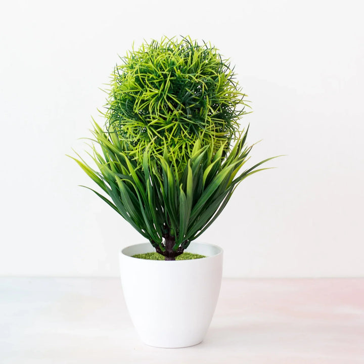 Stornfield | Small Tree Pot Bonsai Plants
