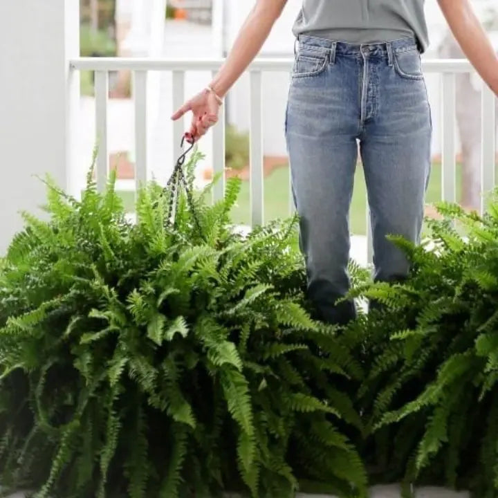 Stornfield | Artificial Boston Fern Bundle - UV resistant & easy to care for (18 stems)