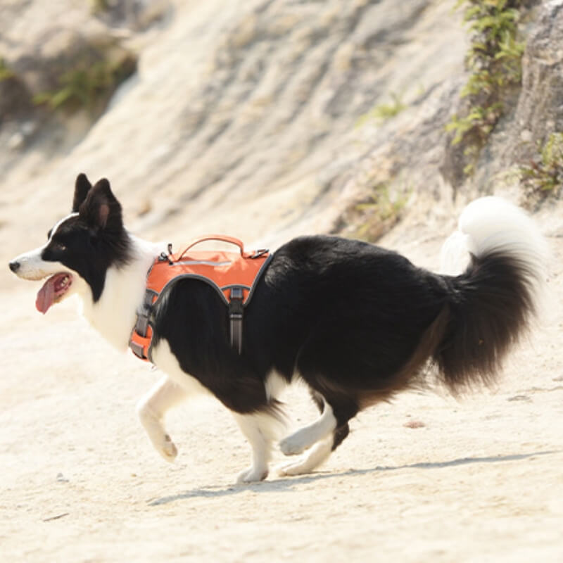 Stornfield | Multi-functional Anti-Pull and Anti-Burst Harness for Medium to Large Dogs