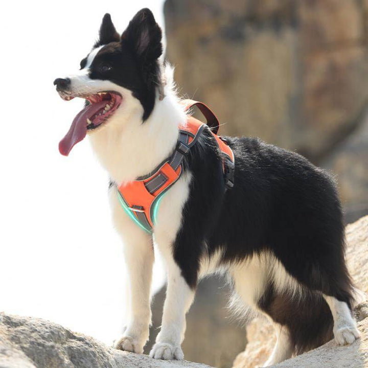 Stornfield | Multi-functional Anti-Pull and Anti-Burst Harness for Medium to Large Dogs