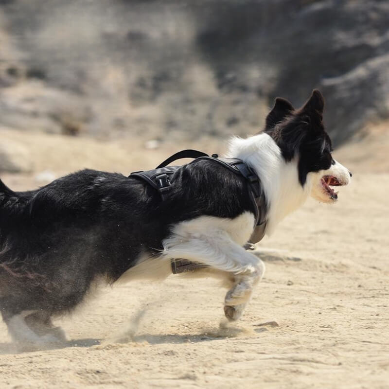 Stornfield | Multi-functional Anti-Pull and Anti-Burst Harness for Medium to Large Dogs