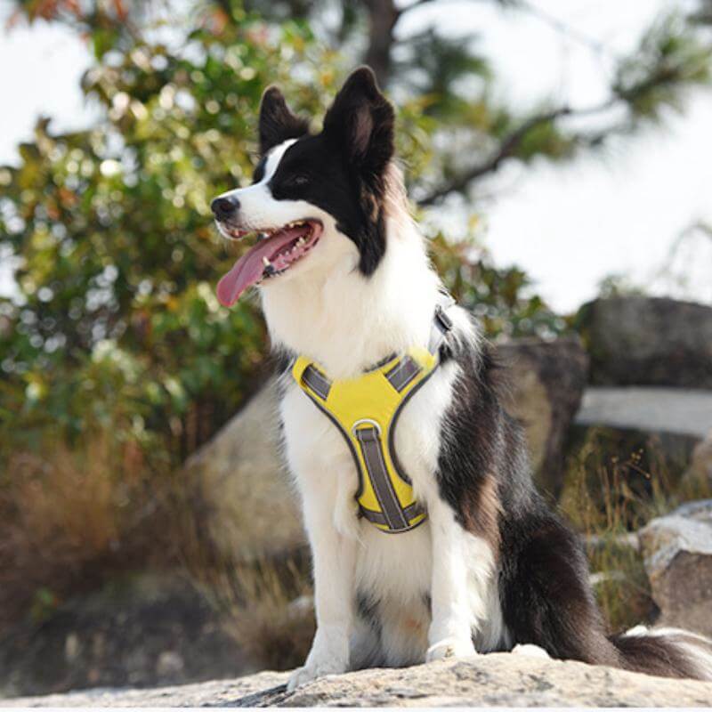 Stornfield | Multi-functional Anti-Pull and Anti-Burst Harness for Medium to Large Dogs