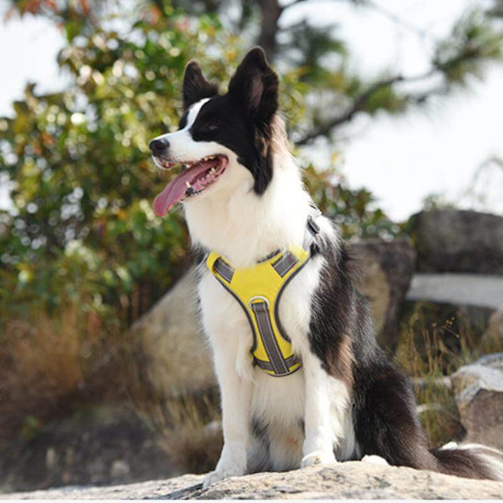 Stornfield | Multi-functional Anti-Pull and Anti-Burst Harness for Medium to Large Dogs