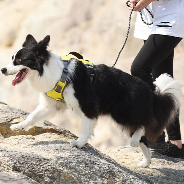 Stornfield | Multi-functional Anti-Pull and Anti-Burst Harness for Medium to Large Dogs