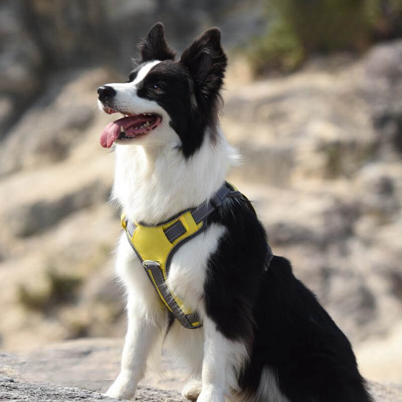 Stornfield | Multi-functional Anti-Pull and Anti-Burst Harness for Medium to Large Dogs