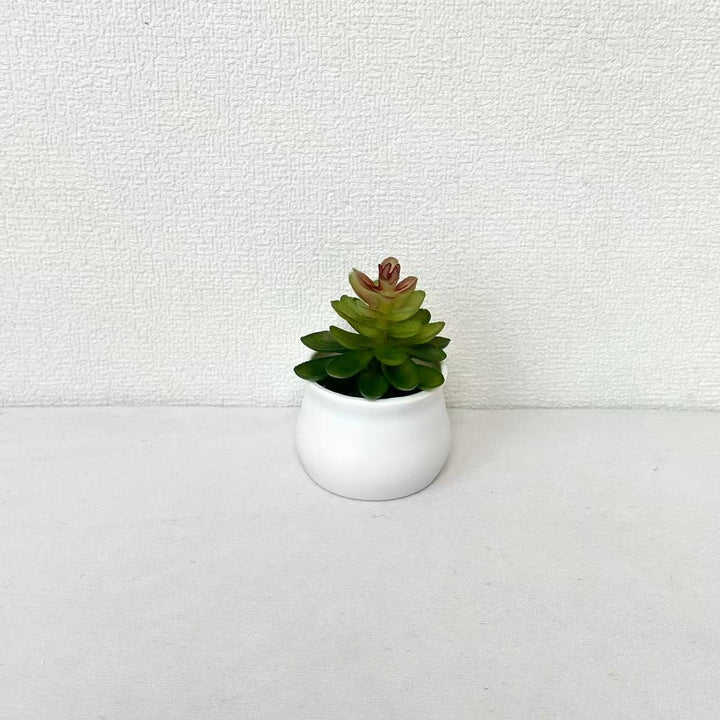 Succulent Plant in Modern Ceramic Pot