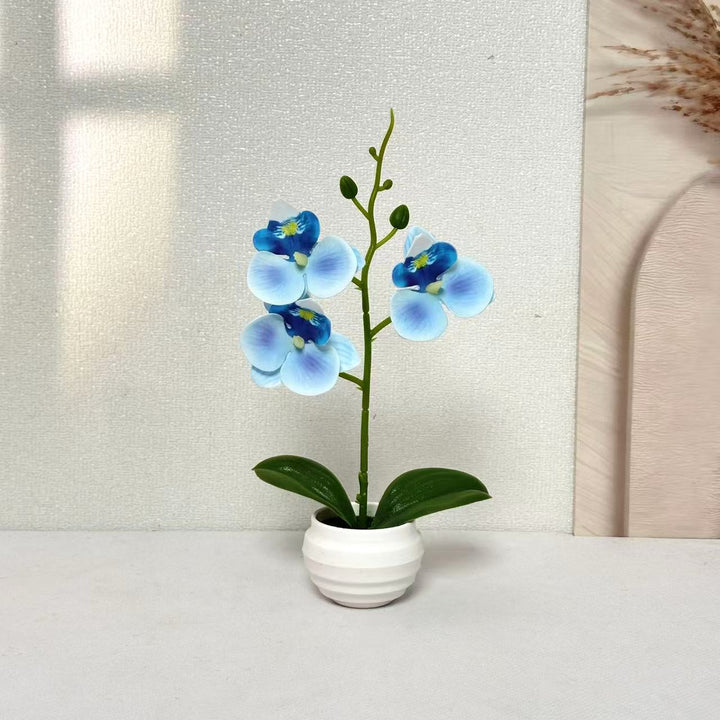 Elegant Decorative Orchid Plant Arrangement for Home Decor