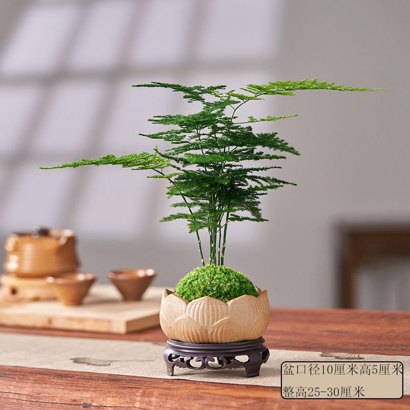 Miniature Bonsai Plant Decoration