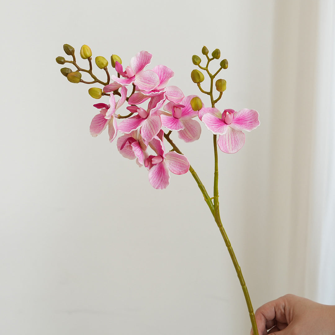Elegant Orchid Stems Stornfield
