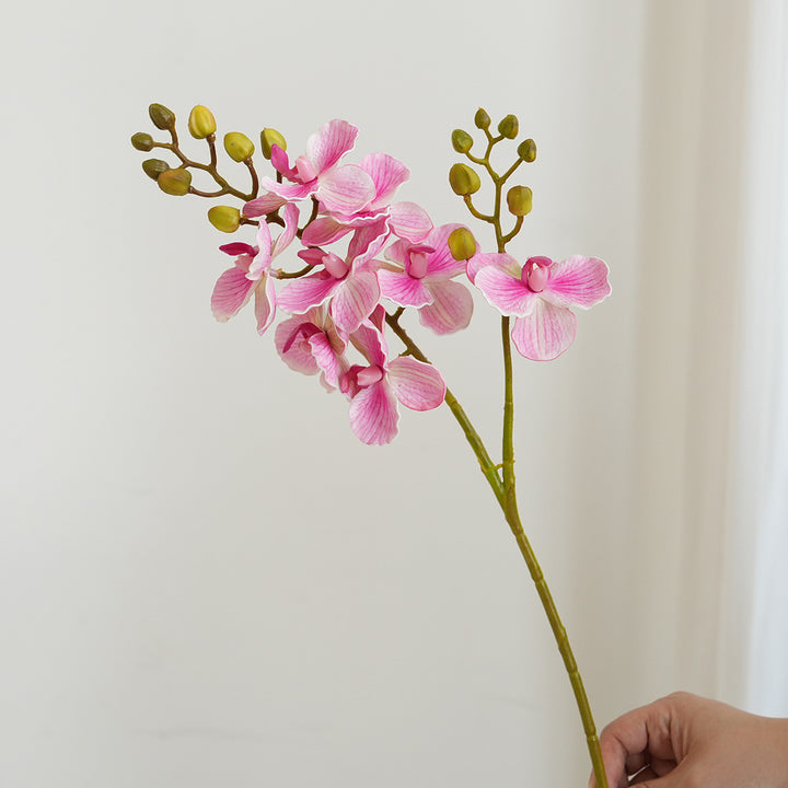 Elegant Orchid Stems Stornfield