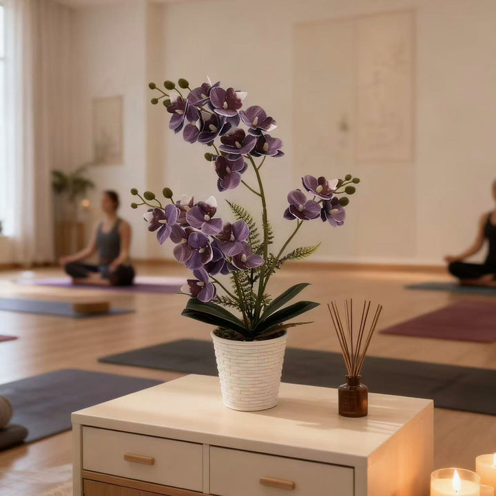 Elegant Decorative Orchid Plant Arrangement for Home Display