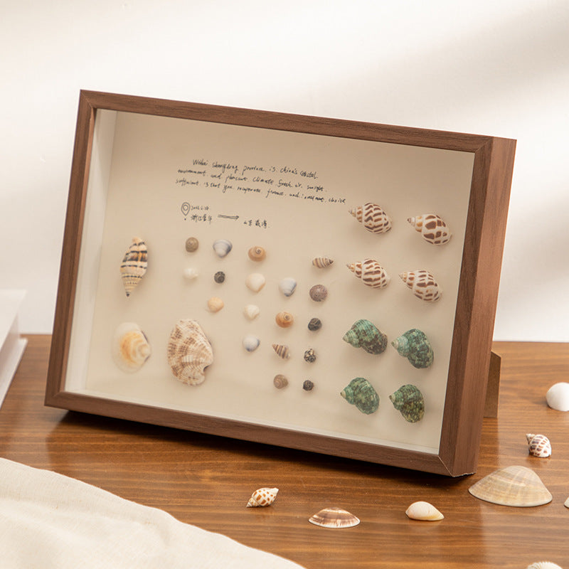 Decorative Shells Display Frame for Home