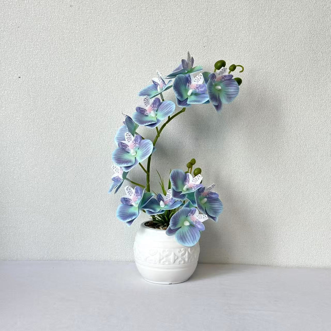Premium Orchid Plant Arrangement