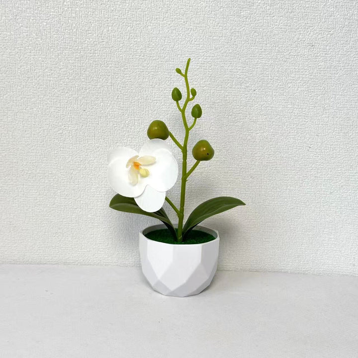 Orchid Plant Arrangement