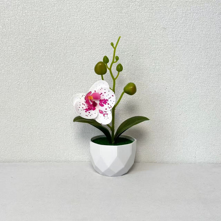 Orchid Plant Arrangement