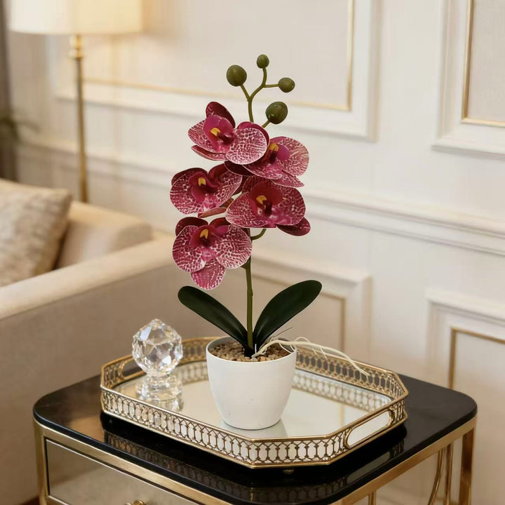 Elegant Decorative Orchid Plant for Indoor Home Decor