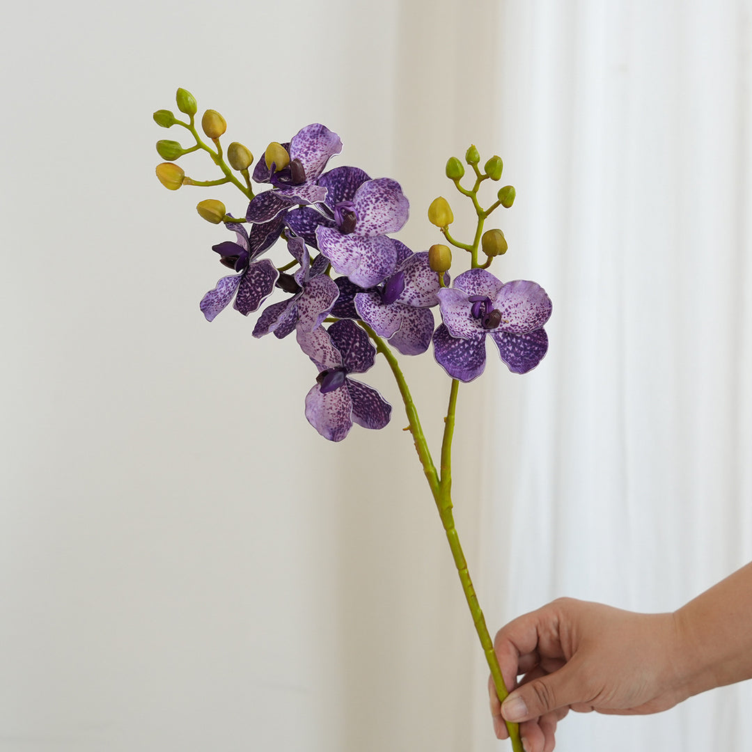 Elegant Orchid Stems Stornfield