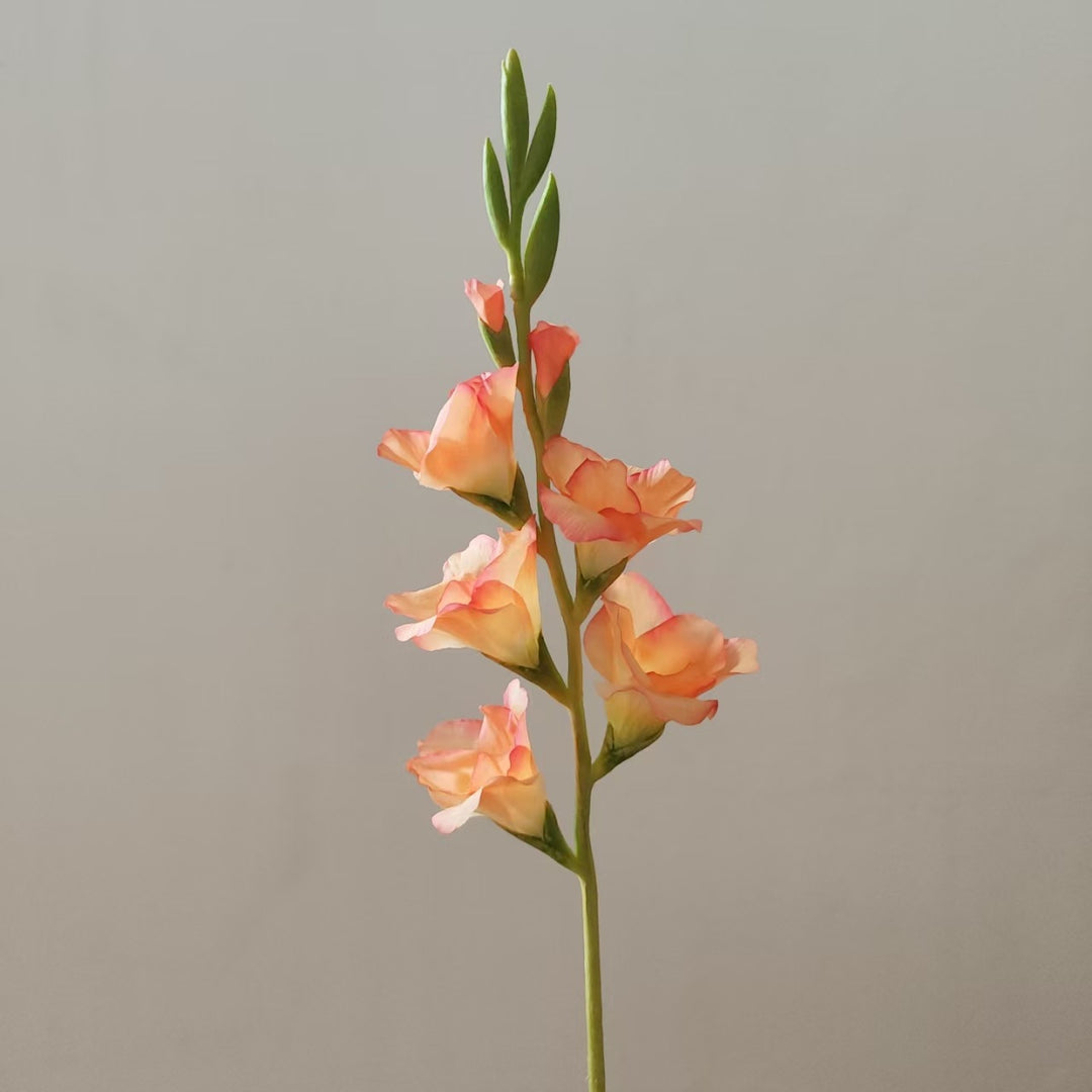 Orchid Floral Stem