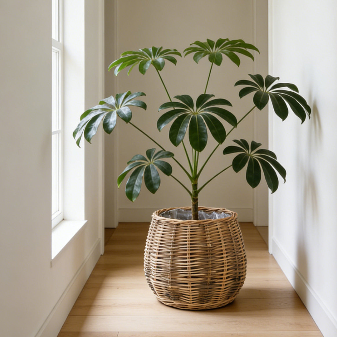 High-quality plant basket made of natural willow Stornfield