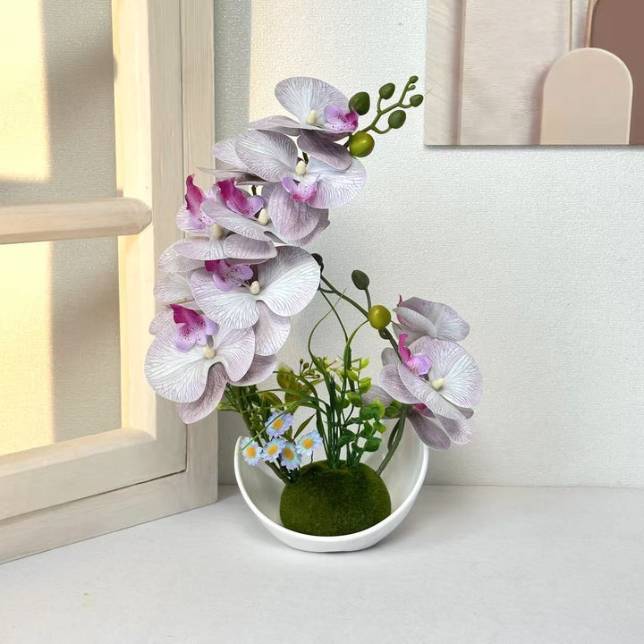 Decorative Orchid Plant Arrangement for Home Decor