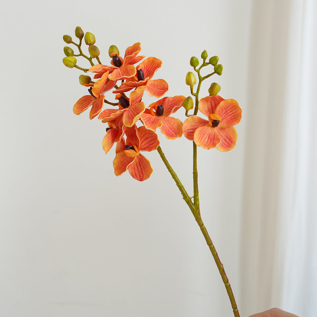 Elegant Orchid Stems Stornfield