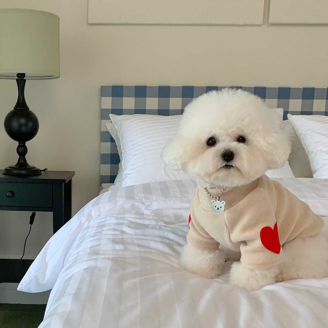 Small Dog Lightweight Cotton-Blend Crewneck Sweater with Red Heart Side Appliqués