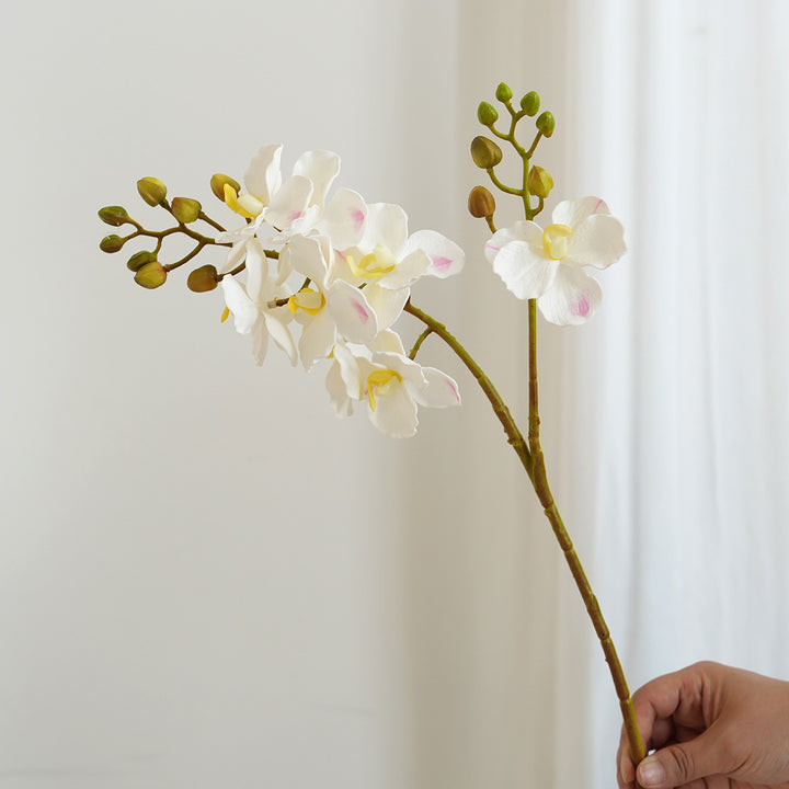 Elegant Orchid Stems Stornfield