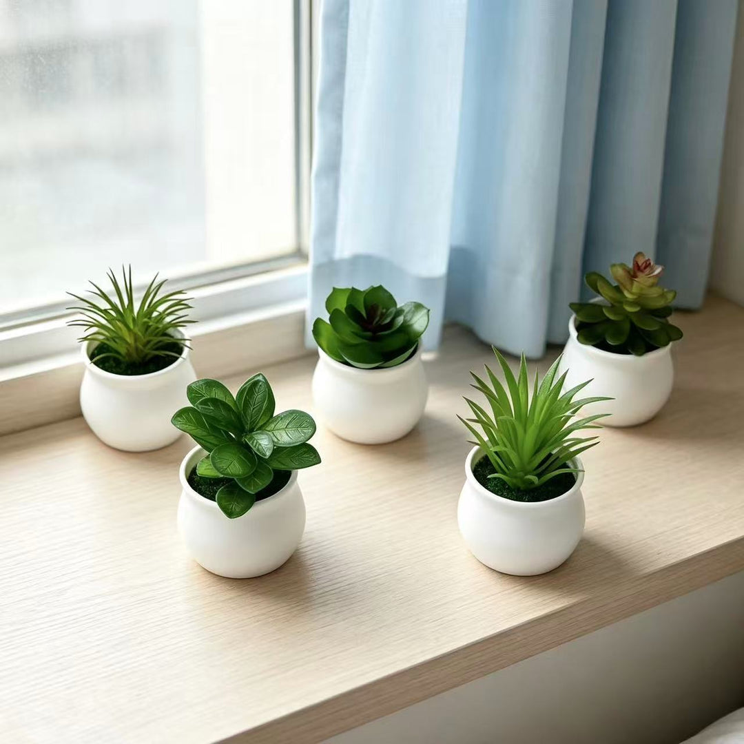 Succulent Plant in Modern Ceramic Pot