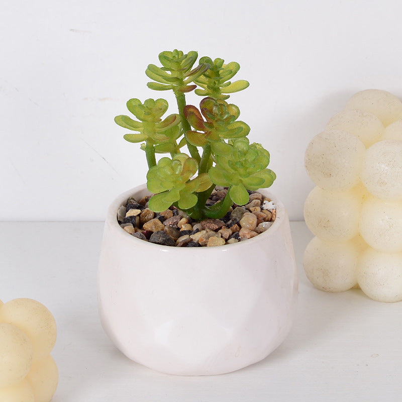 Decorative Succulent Plant Arrangement