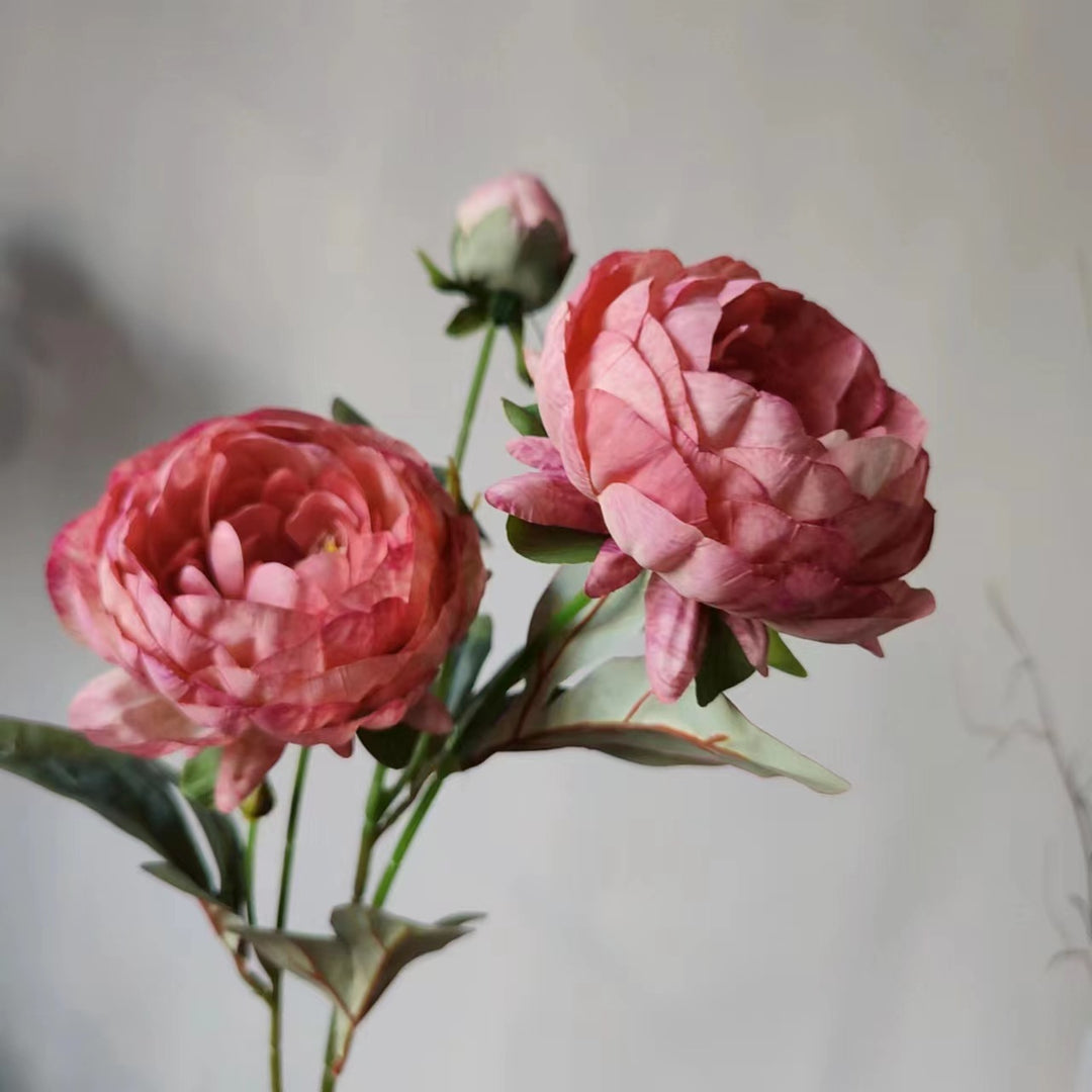 Elegant Peony Flower Stem