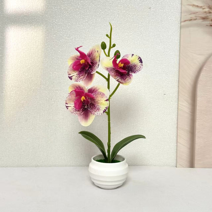Elegant Decorative Orchid Plant Arrangement for Home Decor
