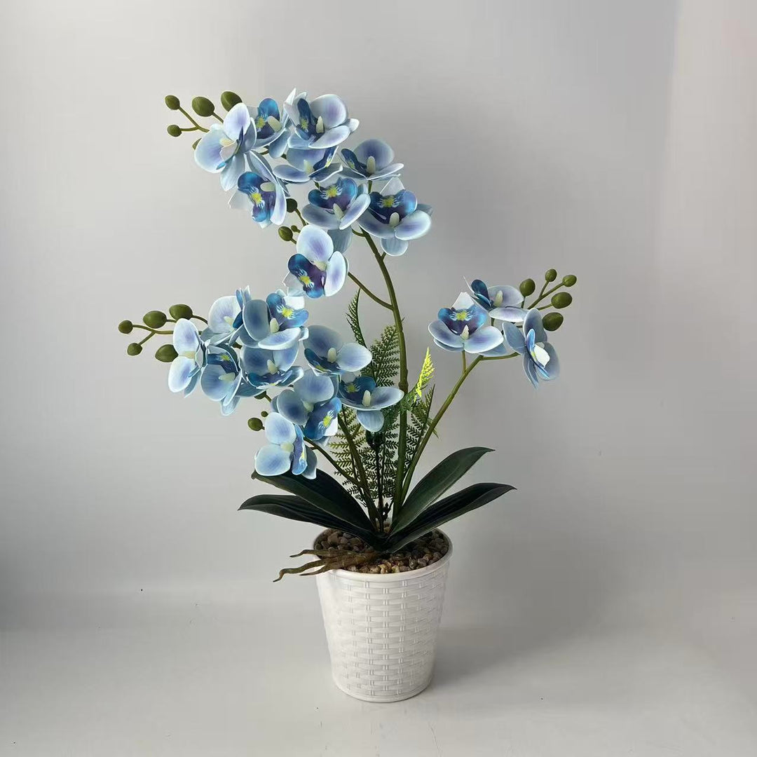 Elegant Decorative Orchid Plant Arrangement for Home Display
