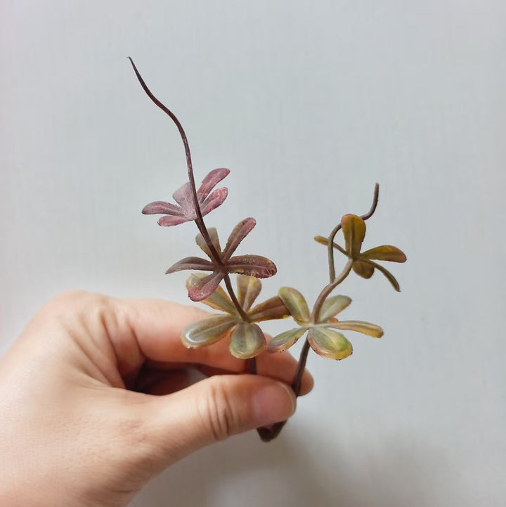 Decorative Succulent Arrangement