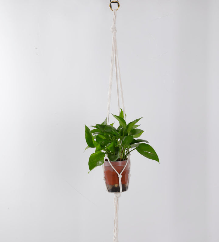 Hanging Plant Holder Stornfield