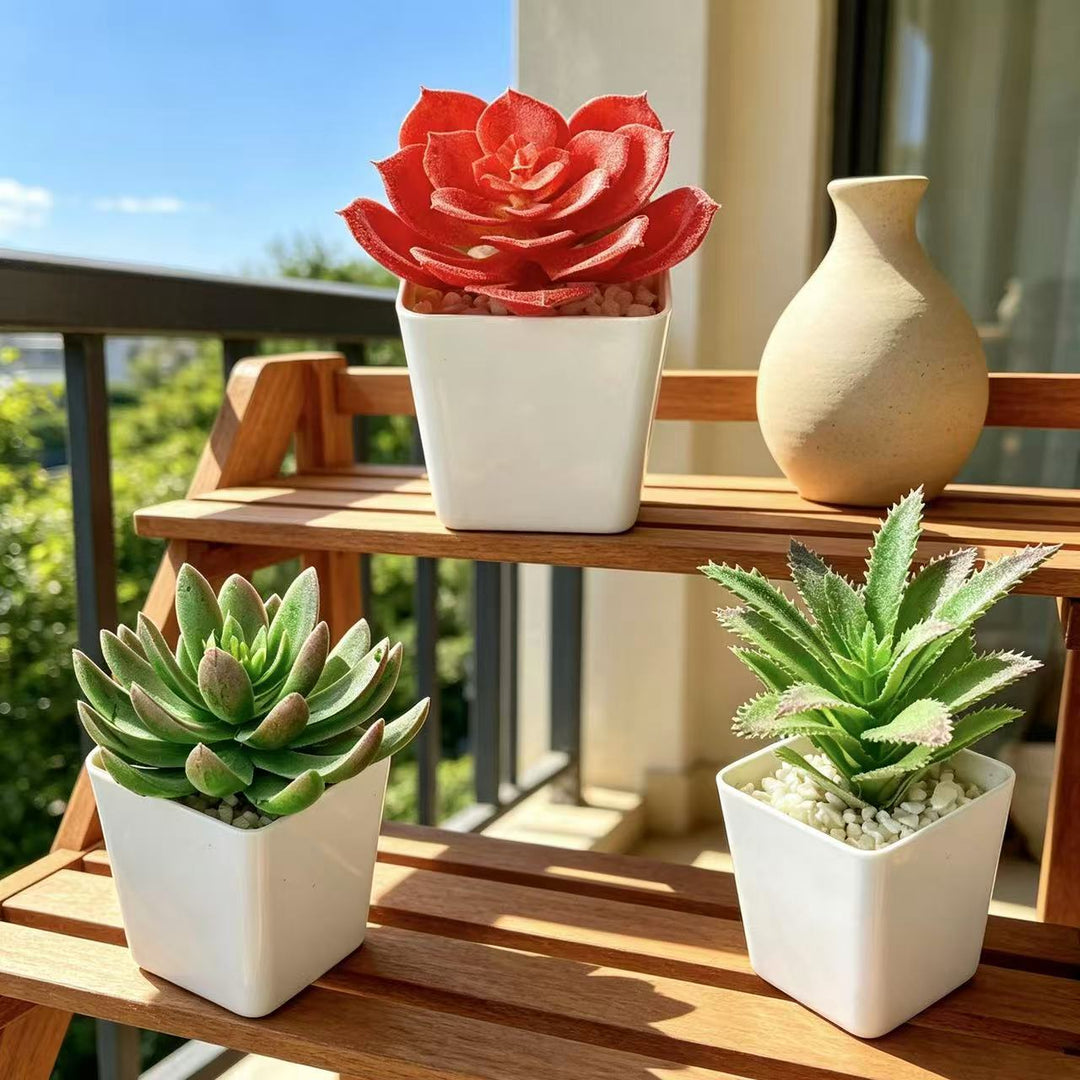 Succulent Plant Arrangement