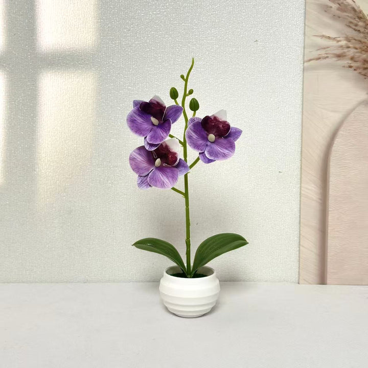 Elegant Decorative Orchid Plant Arrangement for Home Decor