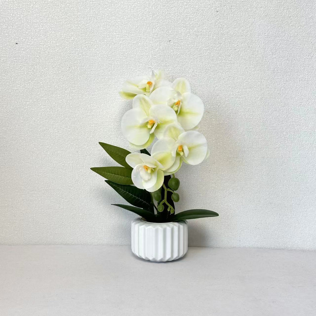 Decorative Potted Orchid for Home Decor Display