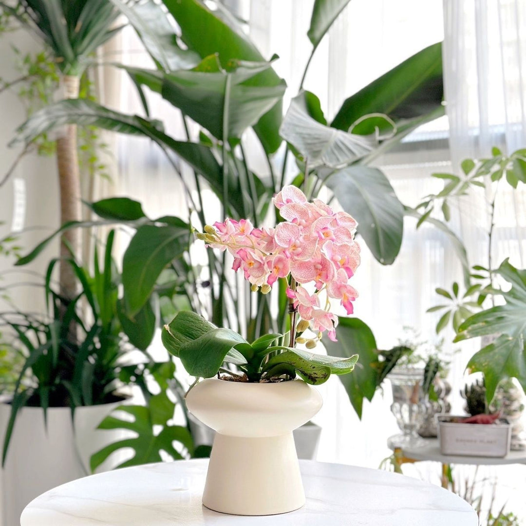 Decorative Home Stornfeild