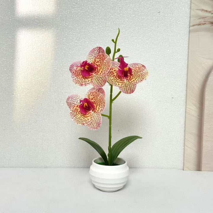 Elegant Decorative Orchid Plant Arrangement for Home Decor