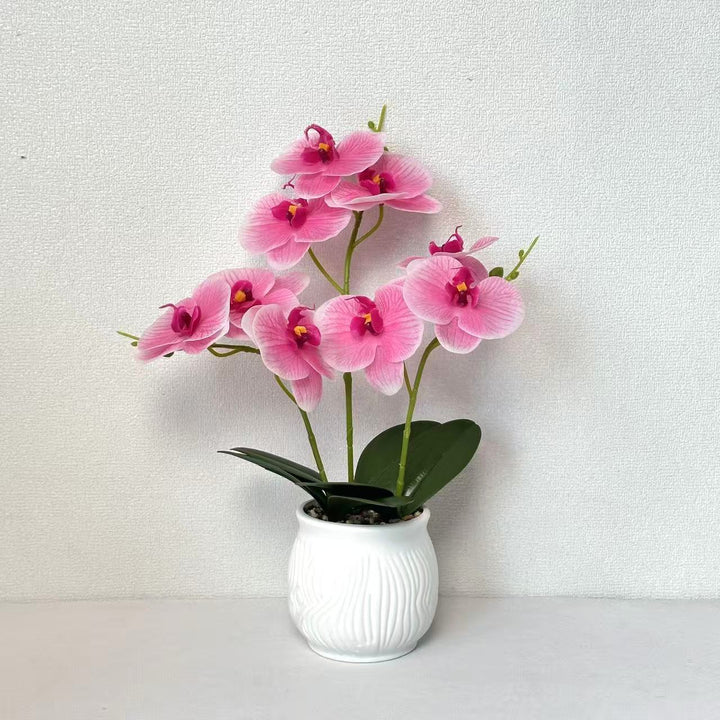 Elegant Orchid Floral Display