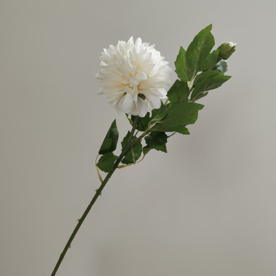 Realistic Dahlia Flower Stem