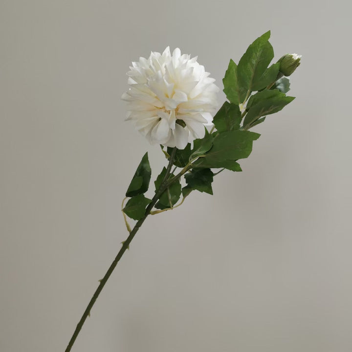 Realistic Dahlia Flower Stem