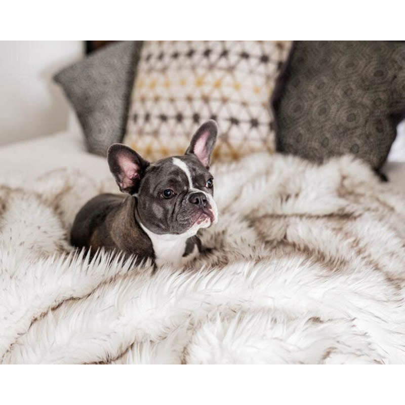 Unisex soft pet blanket with luxurious plush Stornfield